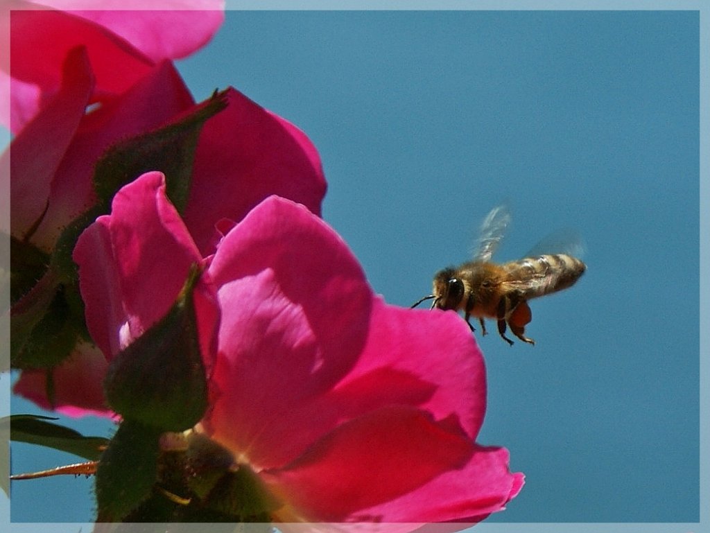 Im Landeanflug...
(14.06.2012)