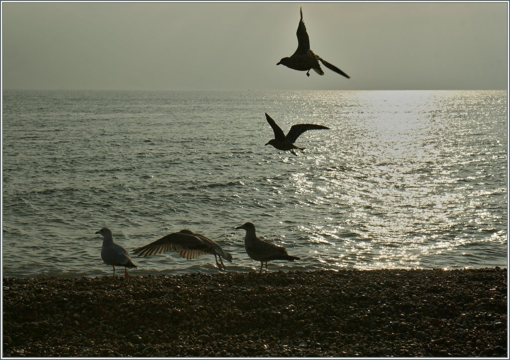 Im milden Klima der englischen S�dk�ste tummelt sich in Brighton so manches Federvieh...
15. Nov. 2012