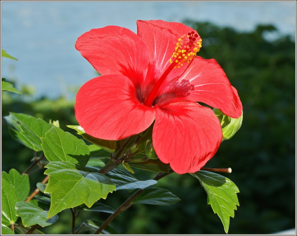 In ganzer Schnheit zeigt sich diese Hibiskusblte
(05.06.2011) 