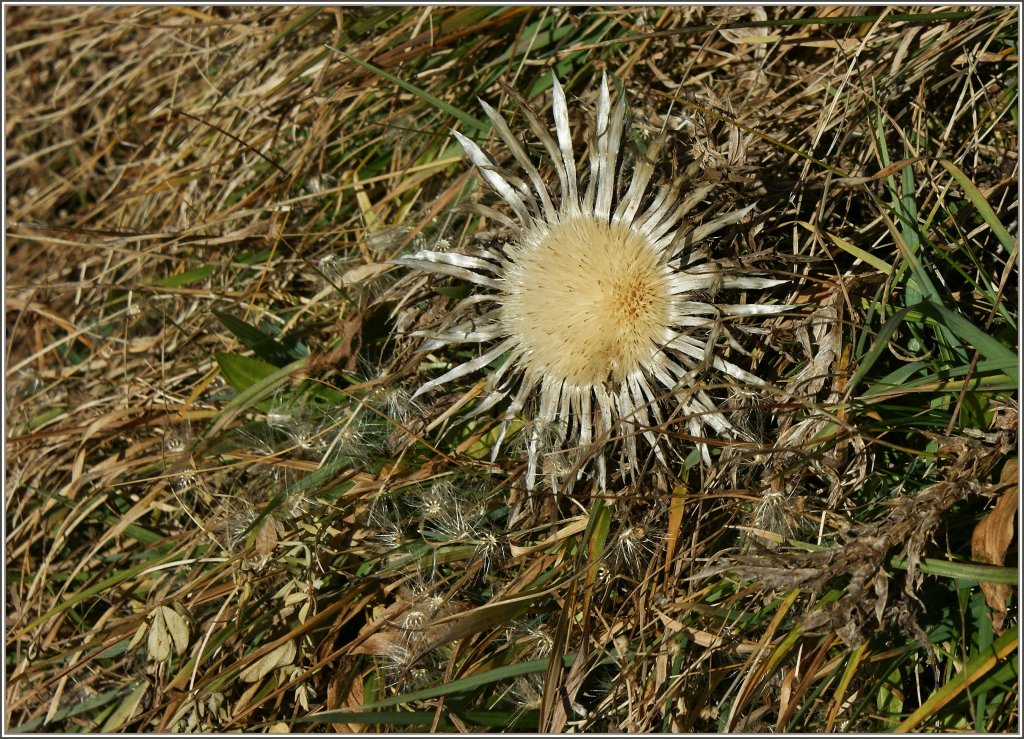 In der Novembersonne erscheint diese Distel in einem besonderen Licht.
20.11.2012