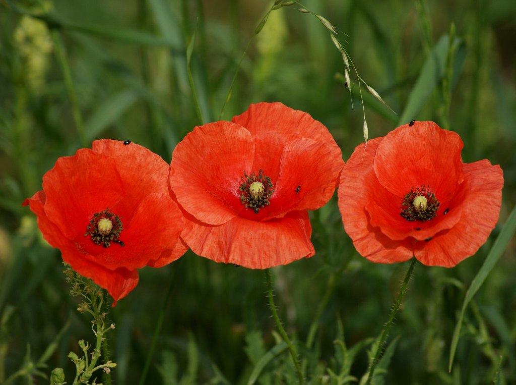 Klatschmohnblumen
(14.06.2010)