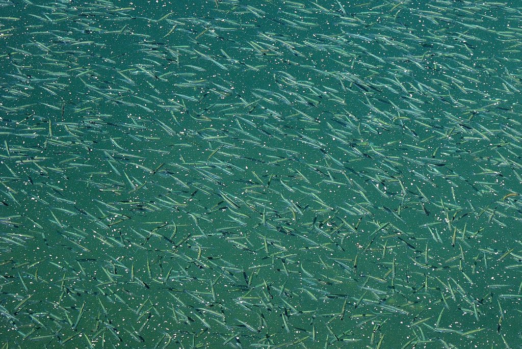 Kleine Fische im grossen See. Jedes Jahr im Frhling kann man die Fischschwrme in der Nhe der Hafen am Genfersee beobachten.
(19.05.2009)