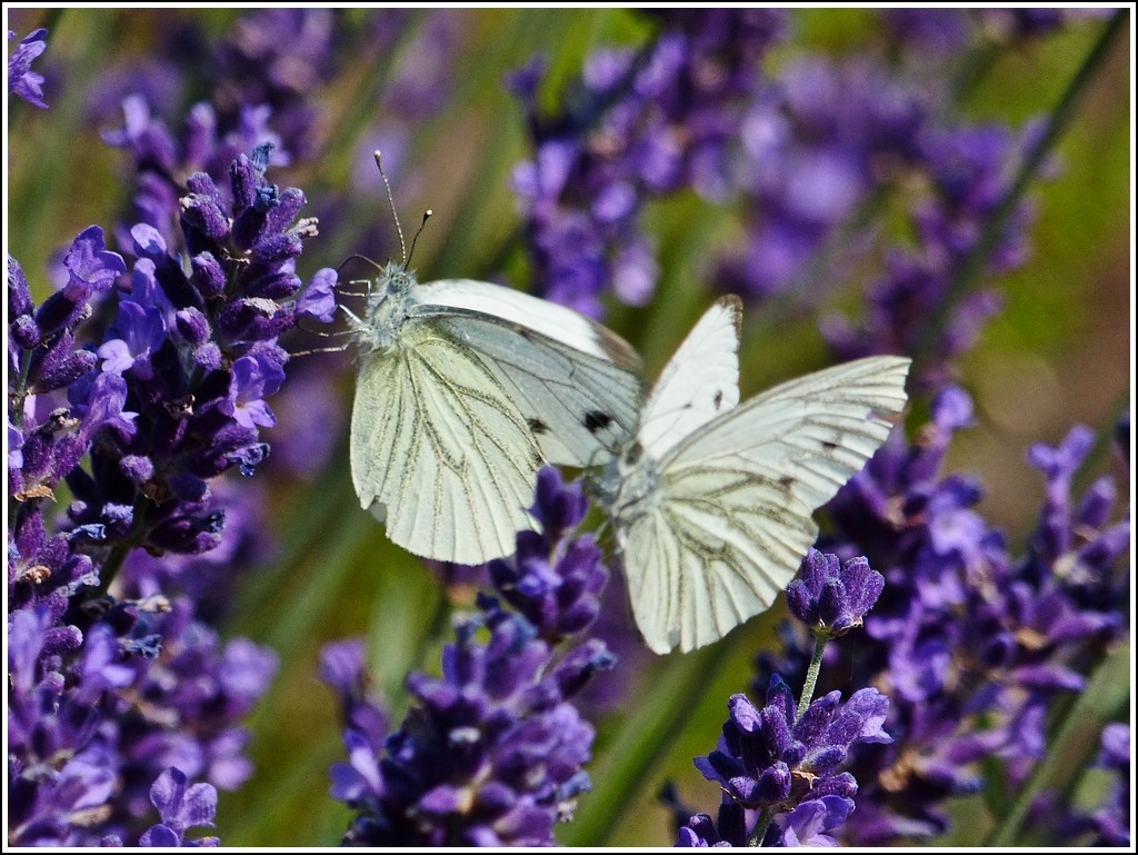 Kohlweilinge lieben Lavendel. 26.07.2012 (Jeanny)