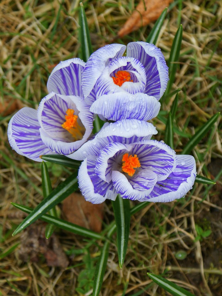 Krokusse
(20.03.2010)