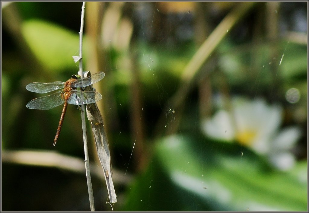 Kurz vor dem Spinnennetz bremste diese Libelle ab und liess sich auf einem Halm nieder.
(01.07.2011)
