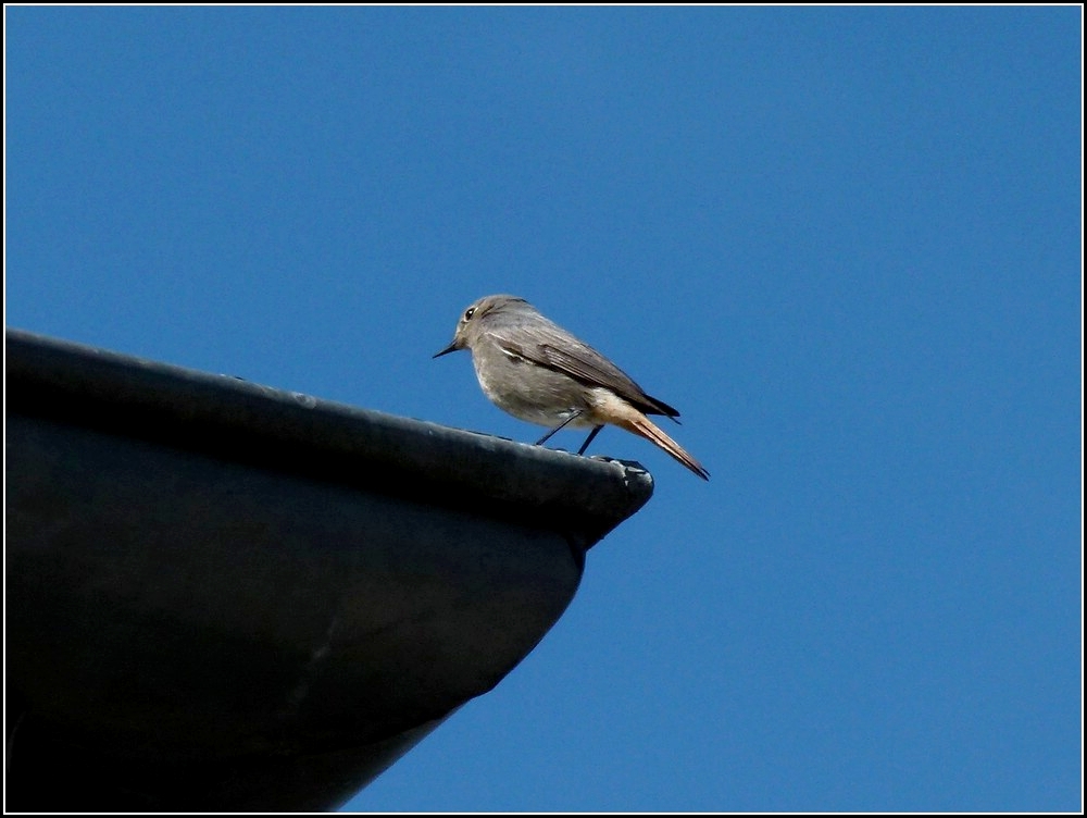 Kurze Rast in der Dachrinne f�r den Hausrotschwanz. 11.04.2011 (Jeanny)