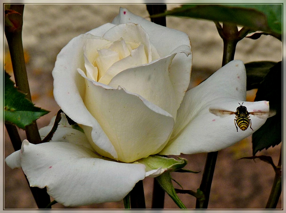 Landeanflug. 09.06.2011 (Jeanny)