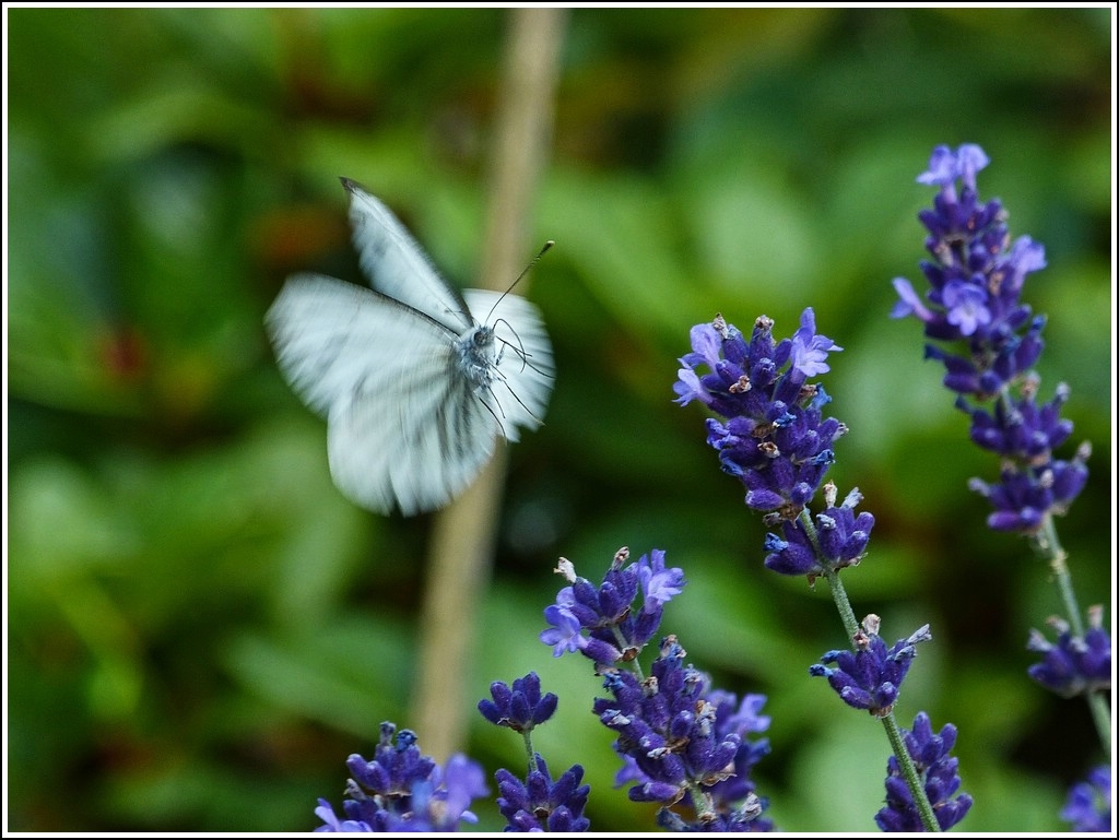 Lavendel scheint hoch im Kurs zu stehen. ;-) 26.07.2012 (Jeanny)