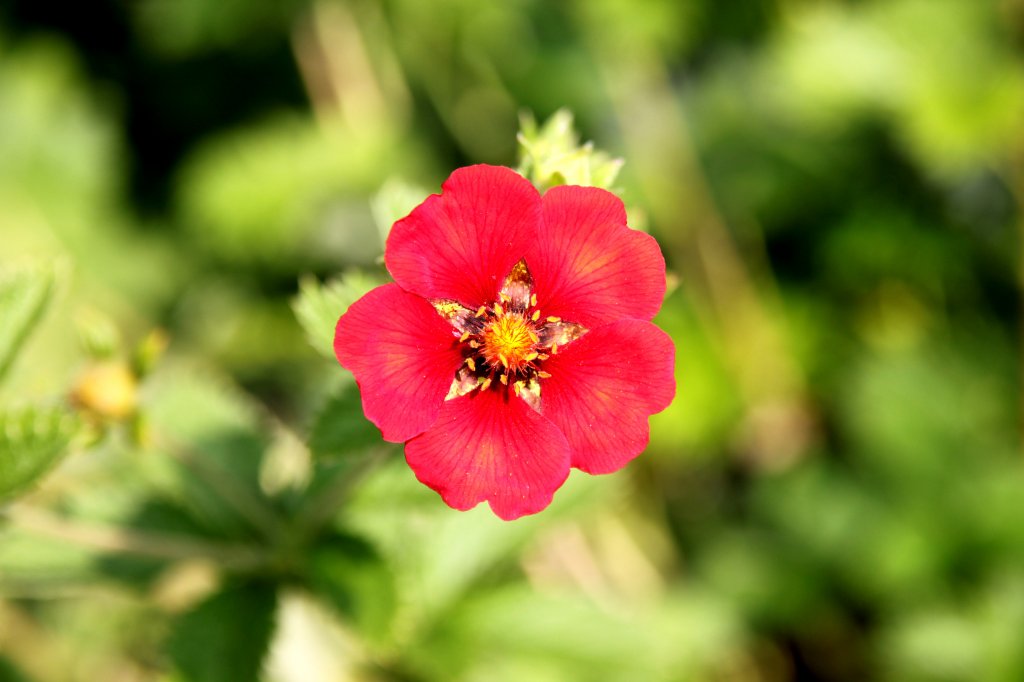 Man muss den Namen der Blume nicht kennen, um sie schn zu finden. Botanischer Garten Hamburg, 12.06.2011