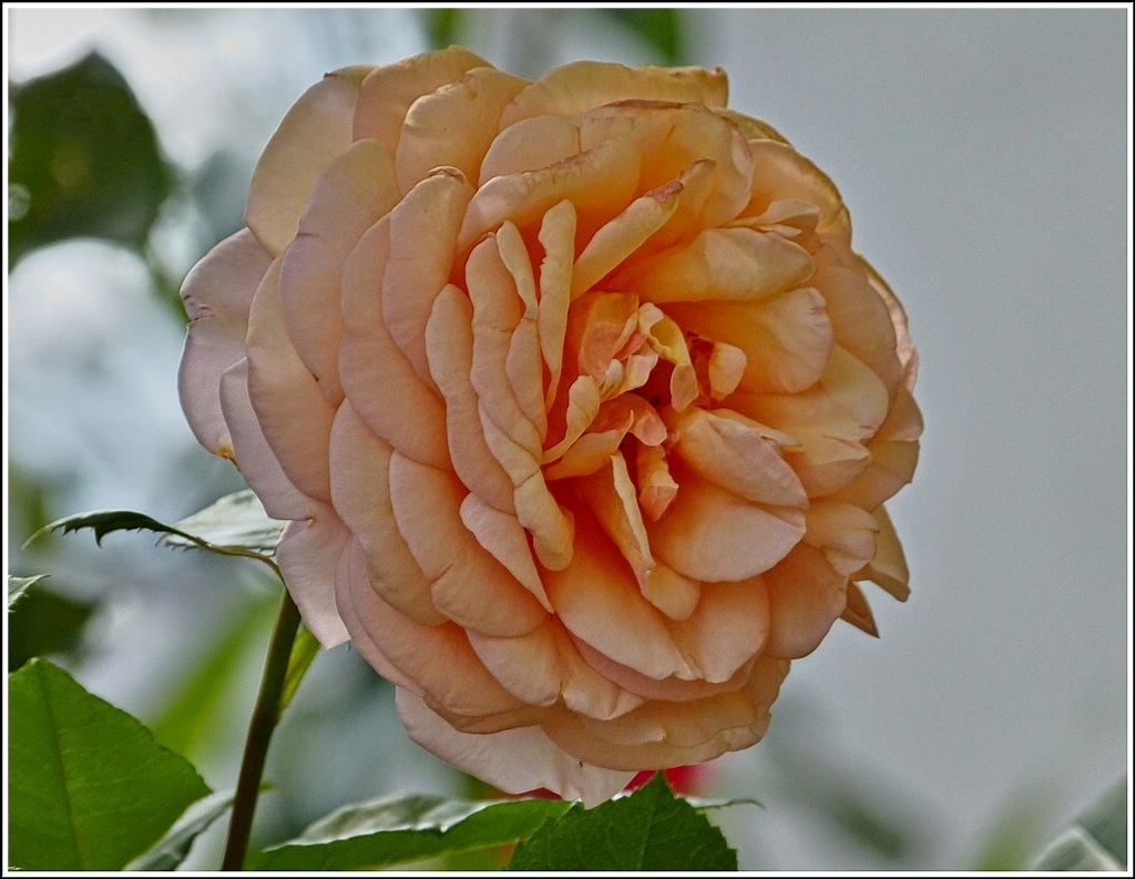 Meine Lieblingsrose. 07.07.2012 (Jeanny)