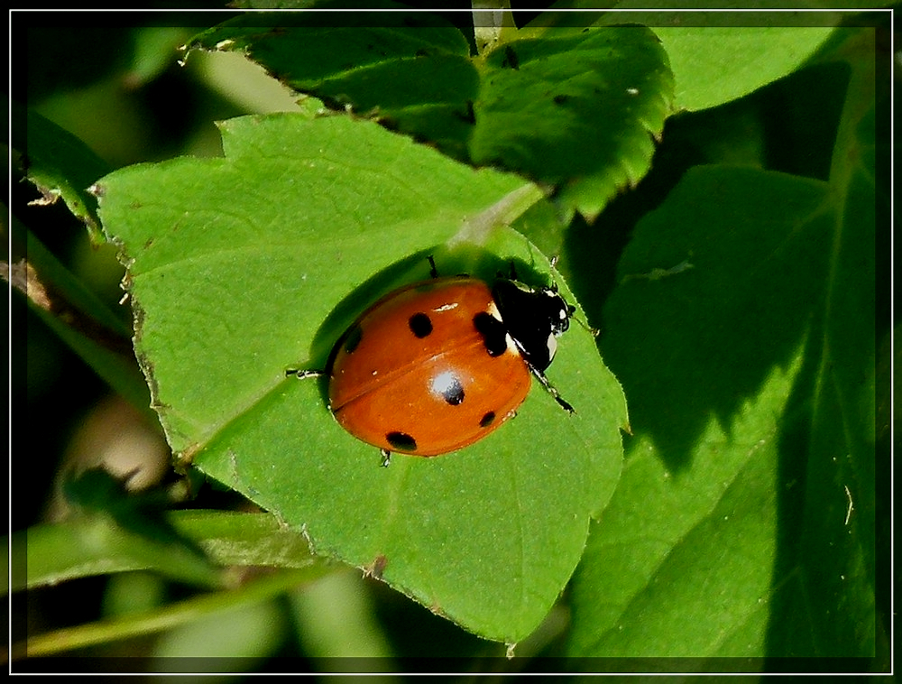 Mit diesem kleinen Glcksbringer, wnschen wir Euch schne Ferien. 01.09.2011 