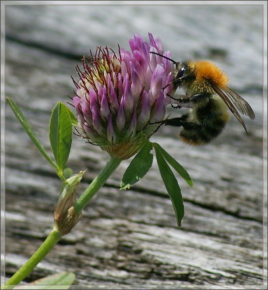 Mmmh, das schmeckt...
(09.08.2012)