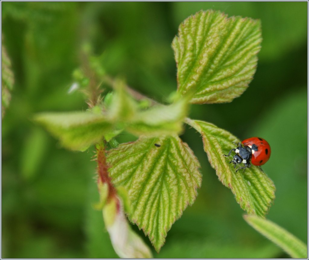 Modelsitzung eines Marienkfer
(15.06.2013)