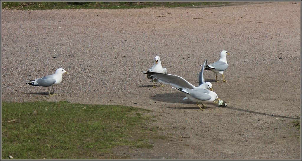 M�wen beim Eisessen.
(30.04.2012)