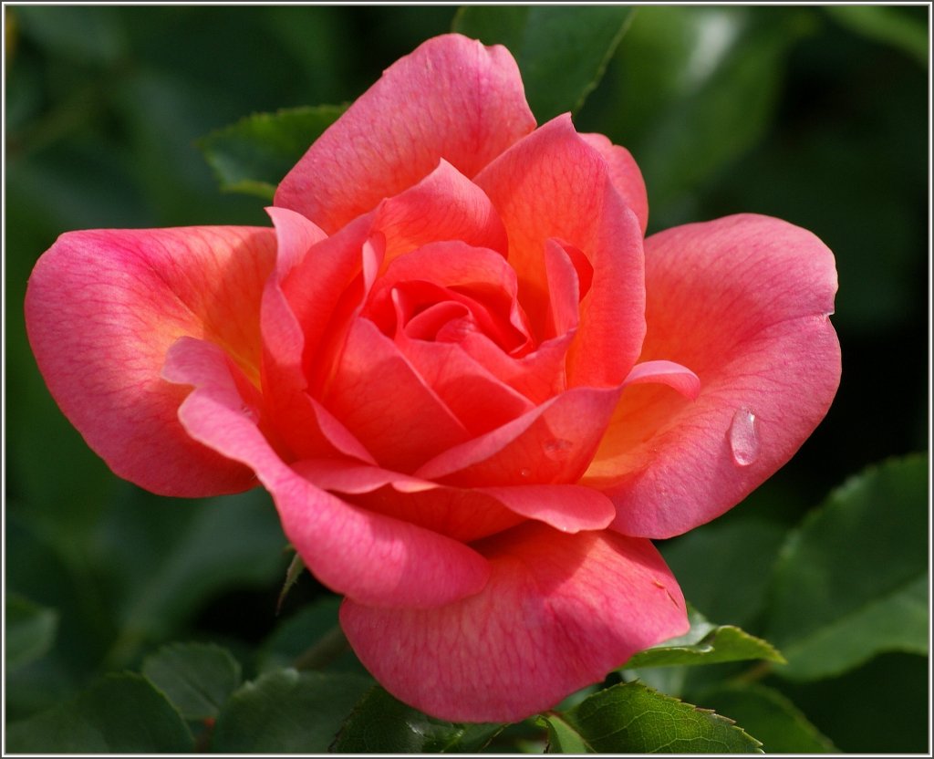 Nach einem Regenguss ziert ein letzter Wassertropfen diese Rose.
(14.06.2011)  