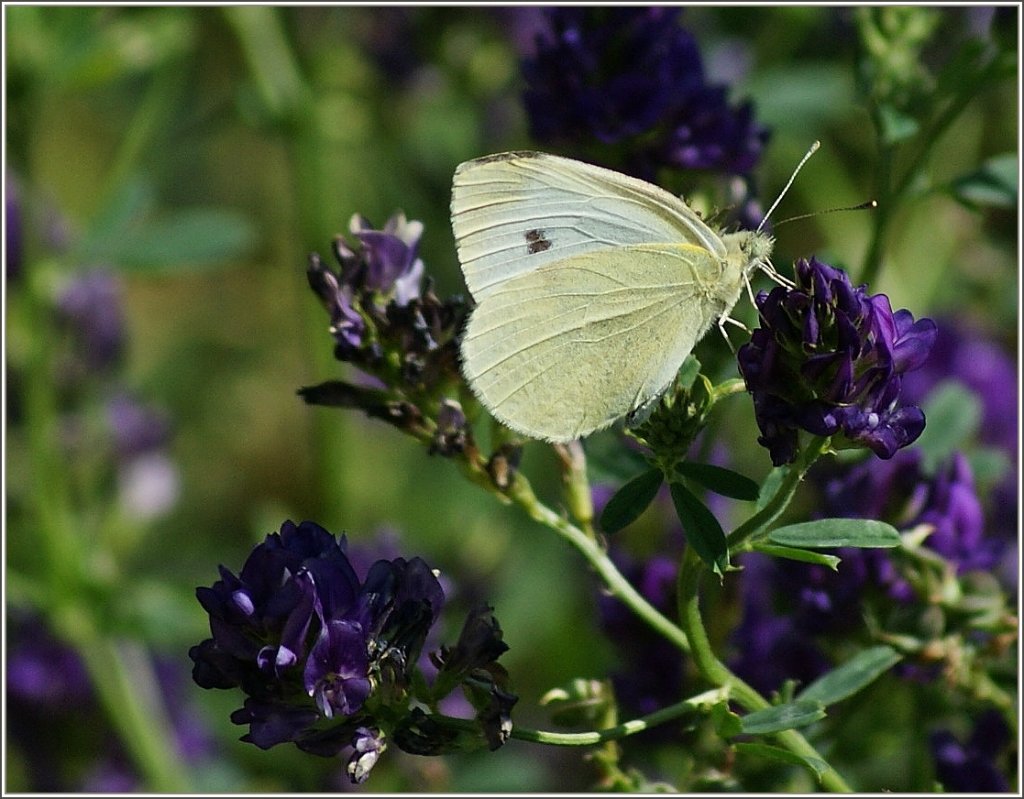 Nach langem hin und her whlte dieser Schmetterling diese Pflanze fr den nchsten Stopp aus, und ich kam endlich zu meinem Foto.
(18.07.2012) 