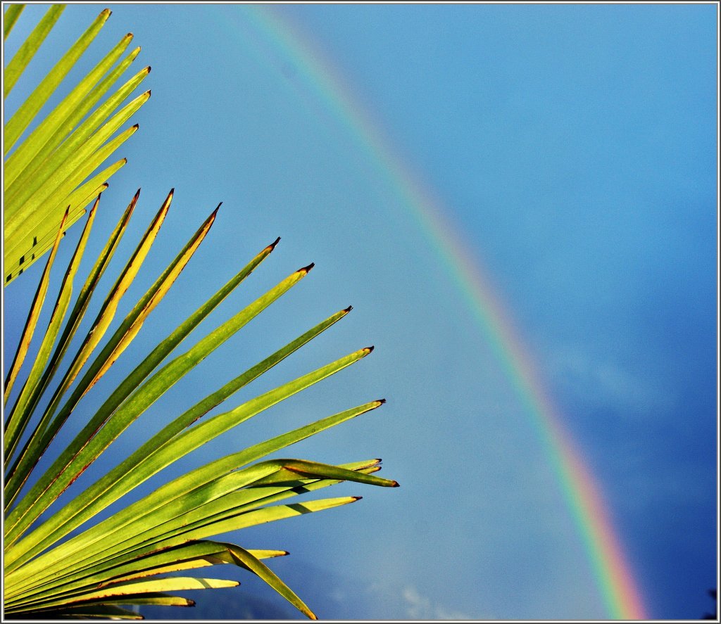 Palmenbl�tter unter einem Regenbogen
(30.05.2011)