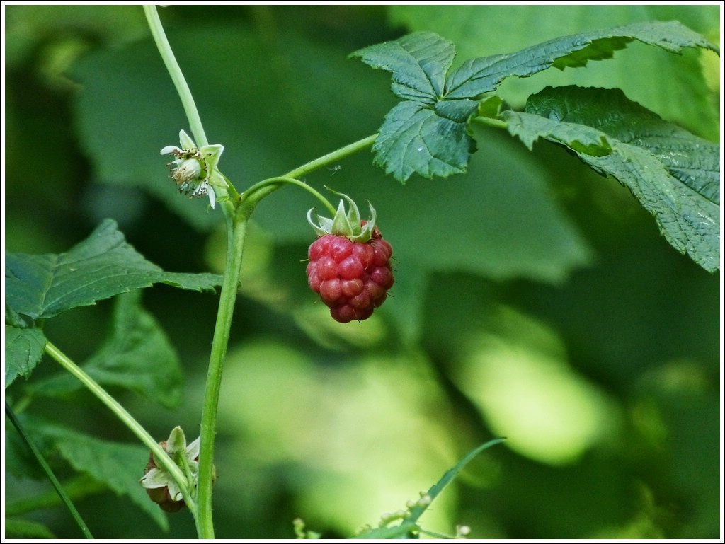 Passend zu Christines Erdbeere, Himbeeren gibt es auch im Wald. 22.07.2012 (Hans)