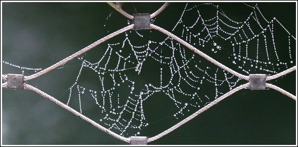 Perlenschn�re am Morgen des 29.10.2011. (Jeanny)