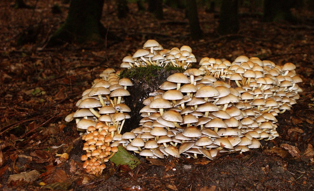 Pilzversammlung im Wald
(20.09.2010)