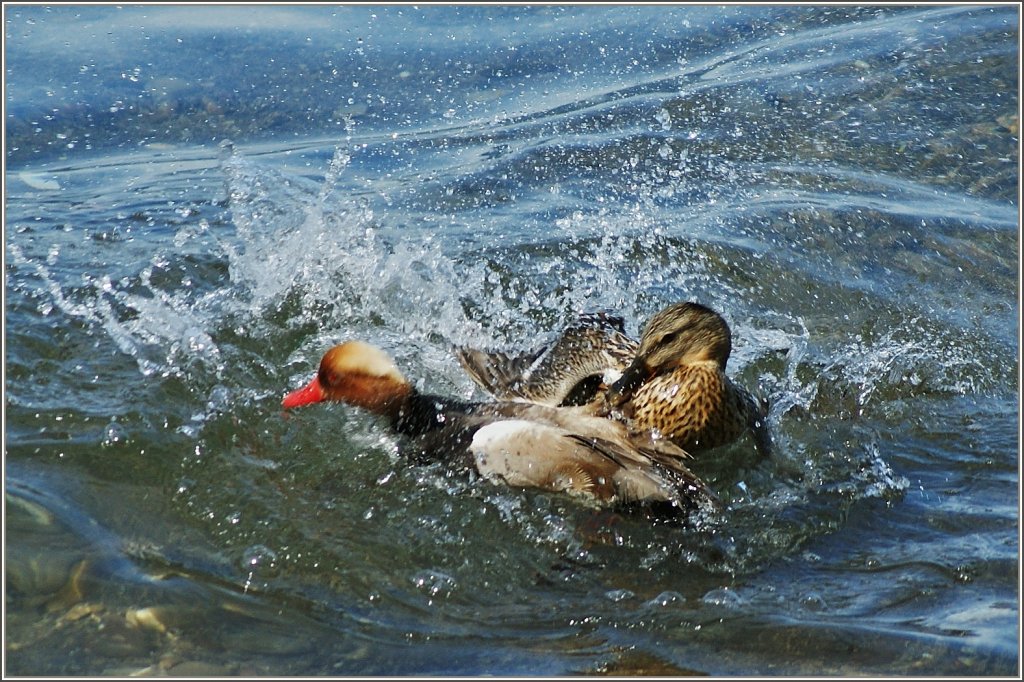 Platz da,jetzt komm ich!
(14.06.2011)