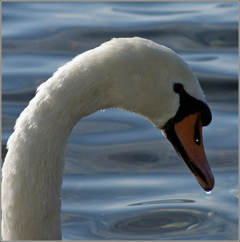 Portrt eines Schwan's
(24.01.2011)