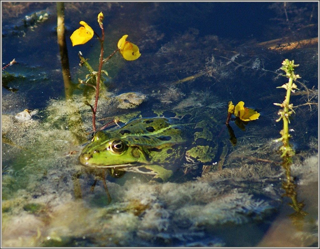 Quelle belle vie...
(15.08.2012)