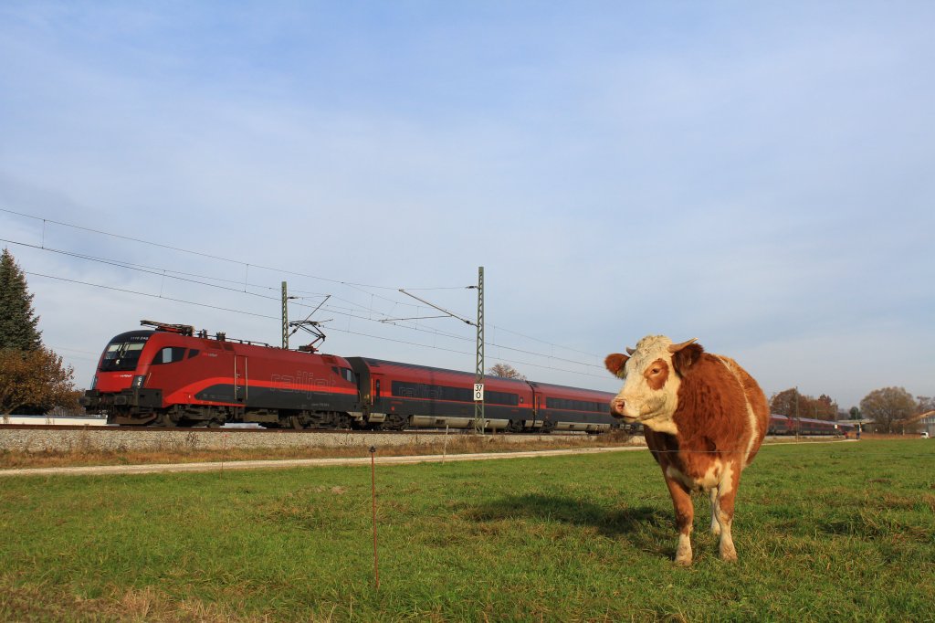  Railjet mit Kuh  ist unser 1000. Bild auf dieser Seite. Aufgenommen am 18.  November in der Nhe von bersee am Chiemsee.