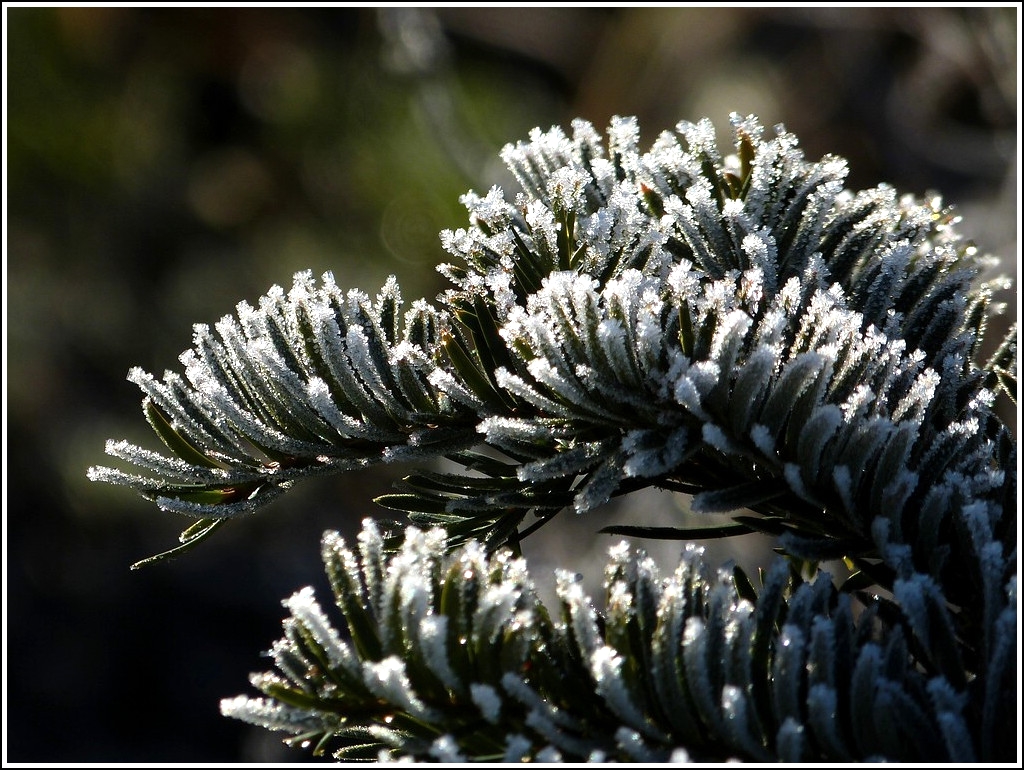 Rauhreif am Morgen des 16.01.2012. (Jeanny)