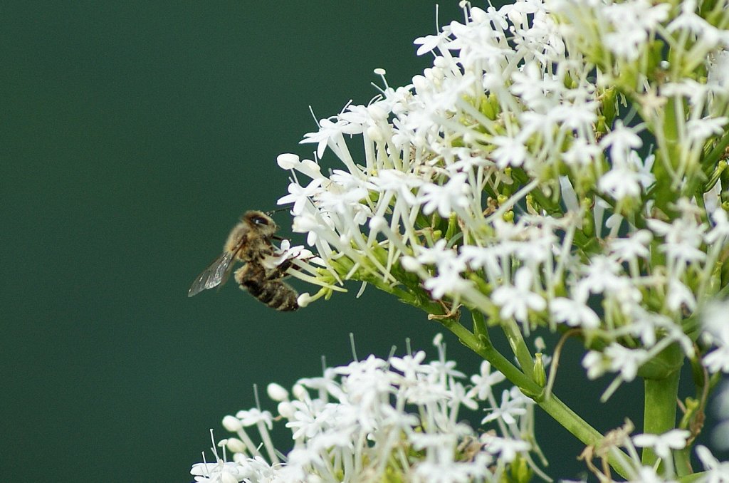 Schlaraffenland
(08.06.2010)