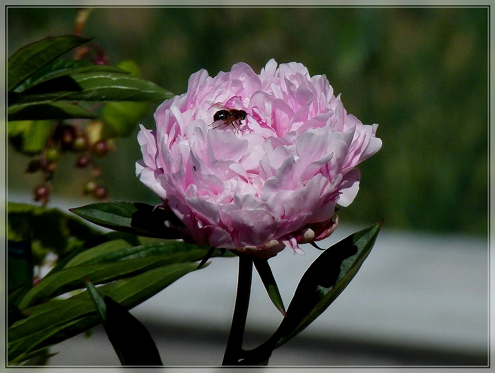 Schne Pfingsten wnschen Hans und Jeanny. 02.06.2011 (Jeanny)