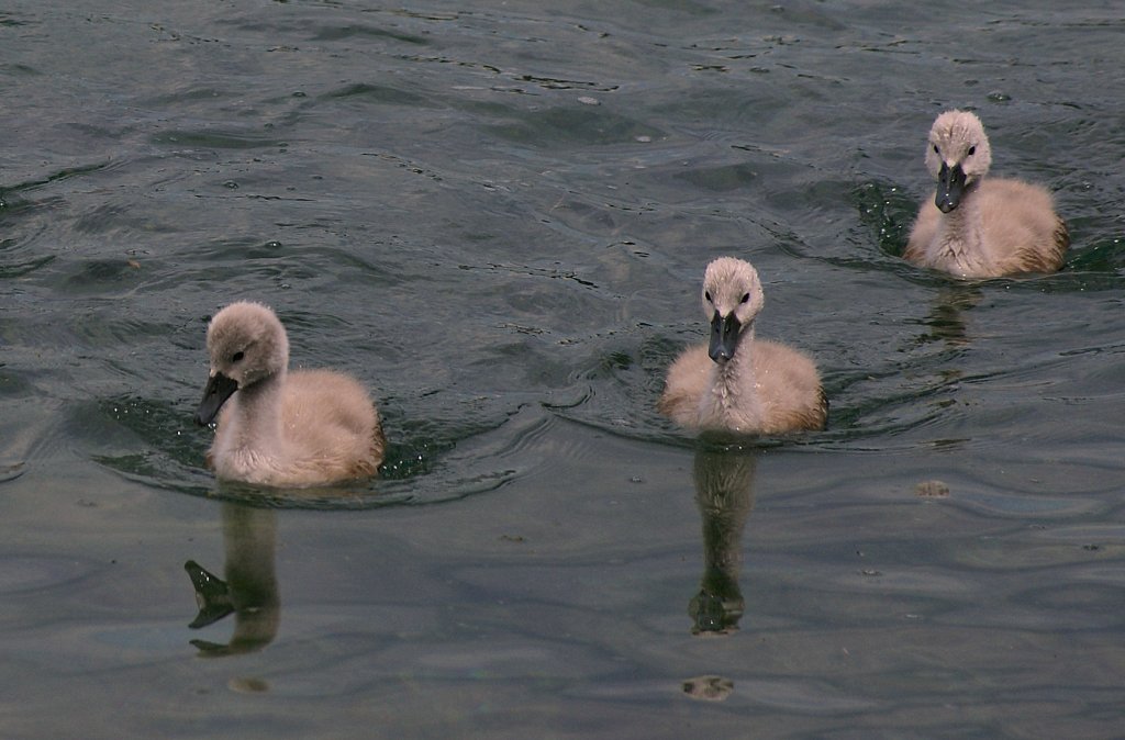 Schwanenkinder allein unterwegs.
(08.06.2010) 