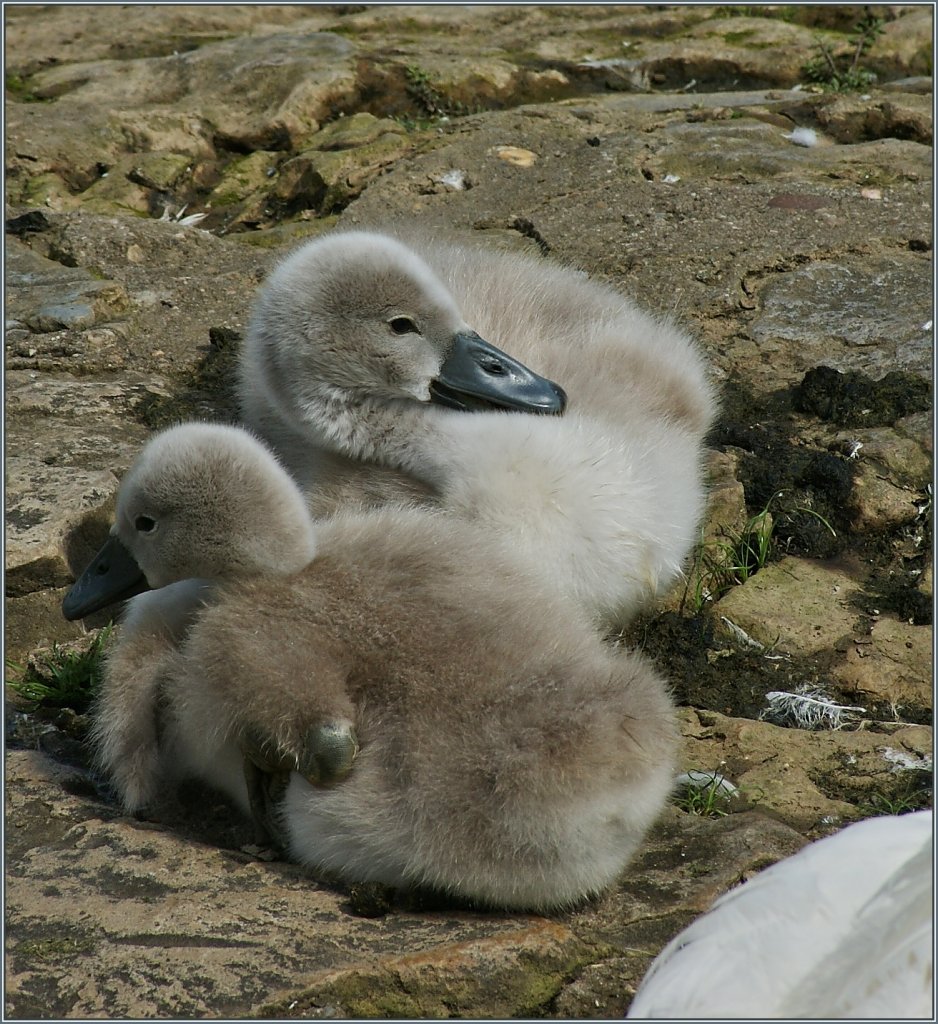 Schwanenkinder
(14.06.2013)