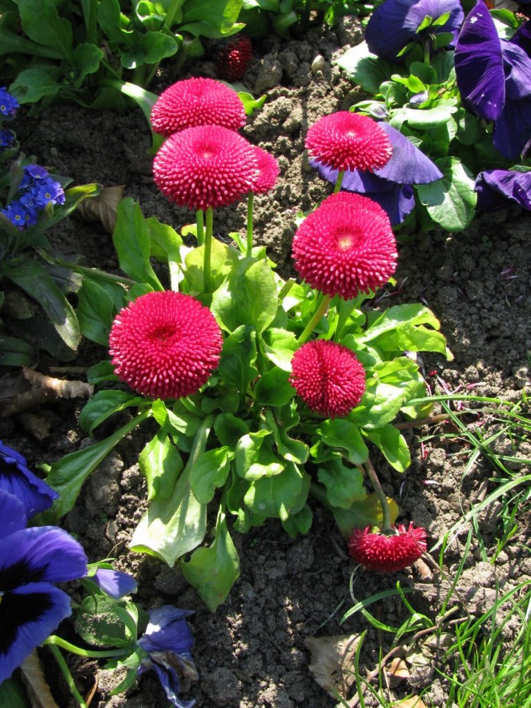 Schwerin; Schlo�park, Blumenengagement 18.04.2010