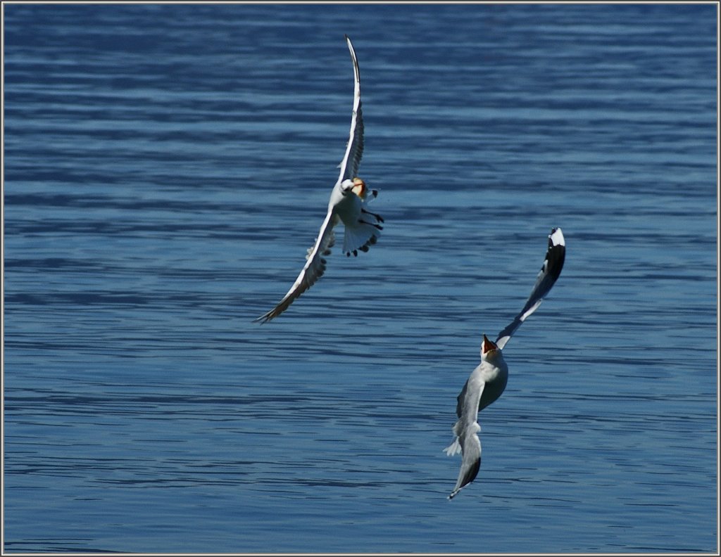 Schwindelerregende Flugknste beim Streit um's Brot...
(06.03.2012)