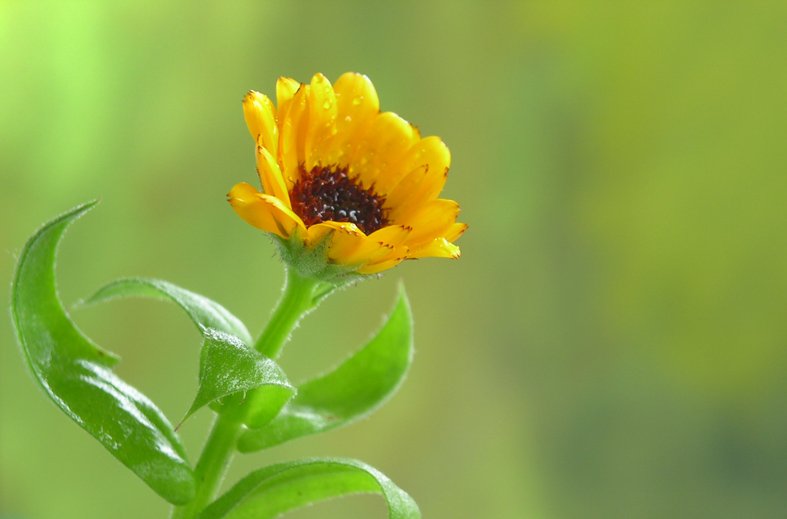  ....sie ,gro� wie ein G�nsebl�mchen, bl�ht im Stra�engraben  - und das 5 Wochen vor Weihnachten  - erstaunt so gesehen heute bei Nieselregen - brrrrr...(Uschi)