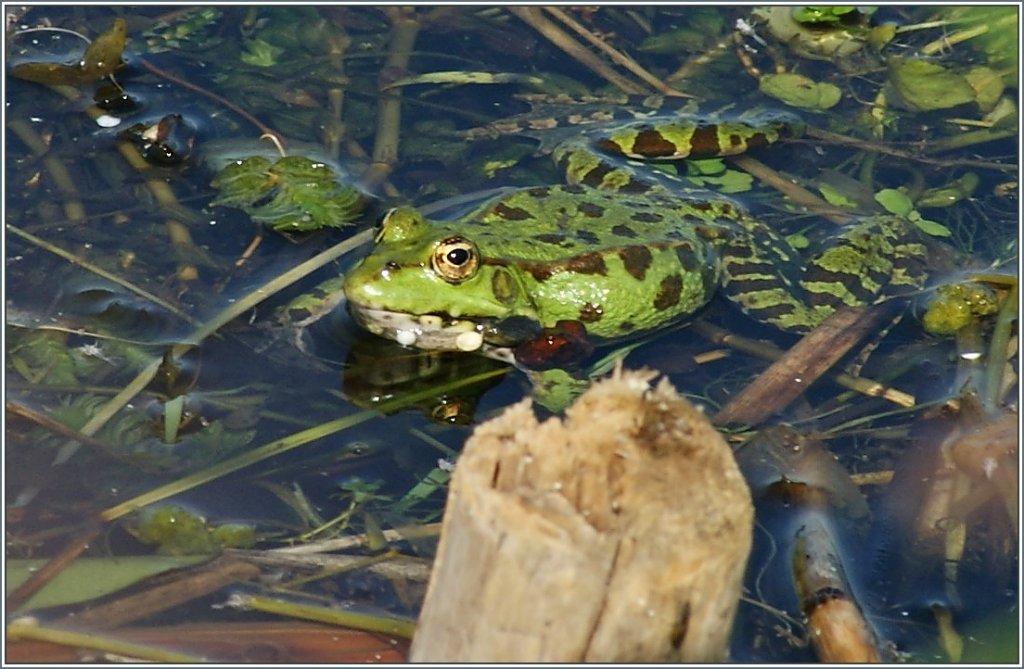 So ein Froschleben kann bei Hitze sehr erfrischend sein.
(02.07.2013)