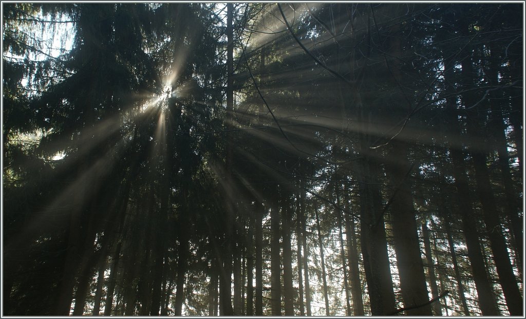 Sonne im Wald.
31.1.11