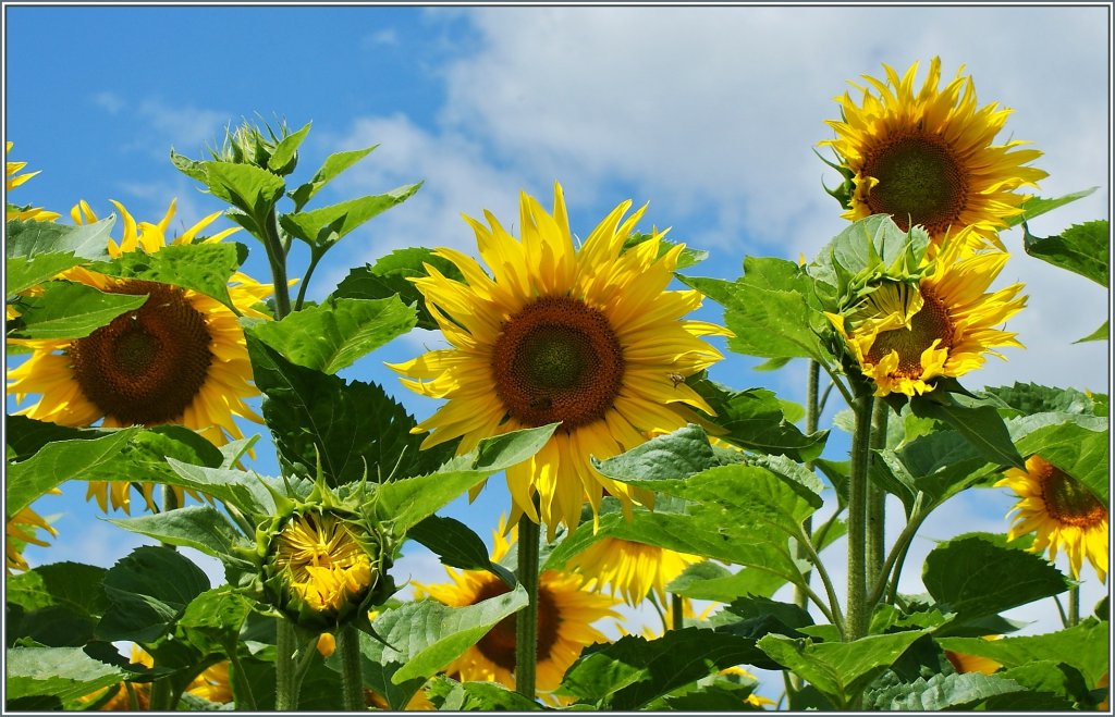 Sonnenblumen im Juli 2012