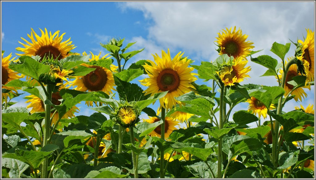 Sonnenblumen
(12.07.2012)