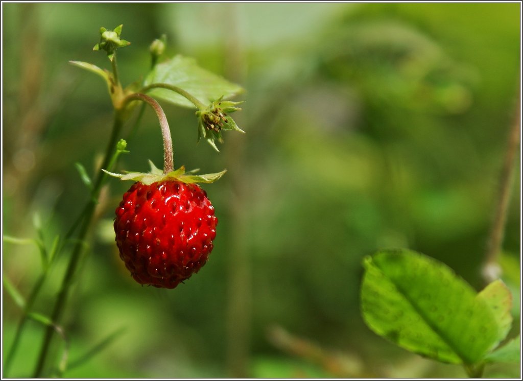 S�sse Fr�chte findet man nicht nur im Garten sondern auch im Wald...
(05.08.2011)