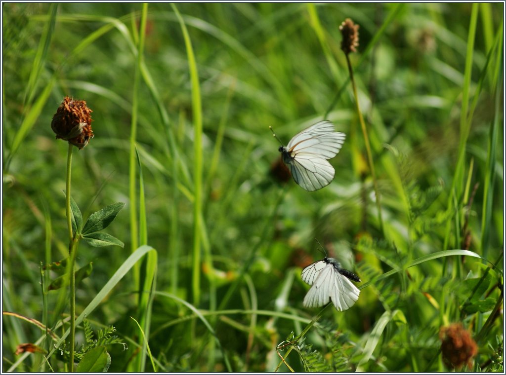 Tanz der Schmetterlinge
(03.08.2013)