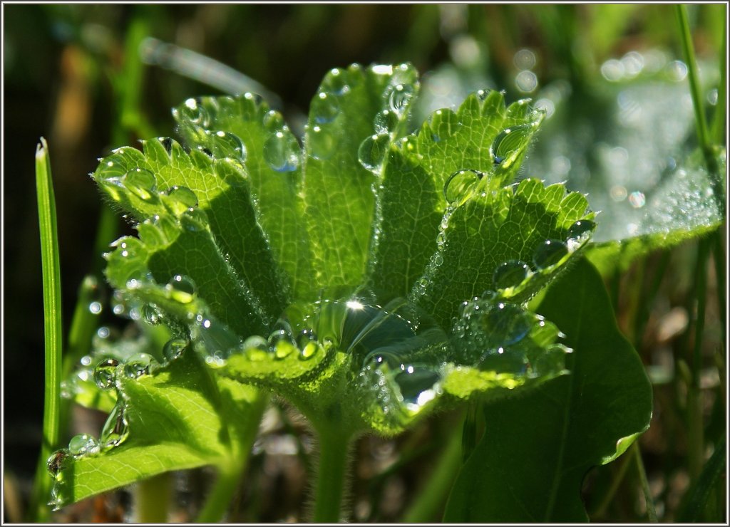 Tautropfen am Morgen
(13.09.2011)
