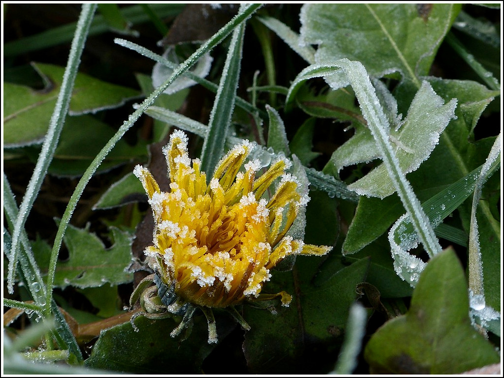 Tiefgek�hlter L�wenzahn. 21.11.2011 (Jeanny)