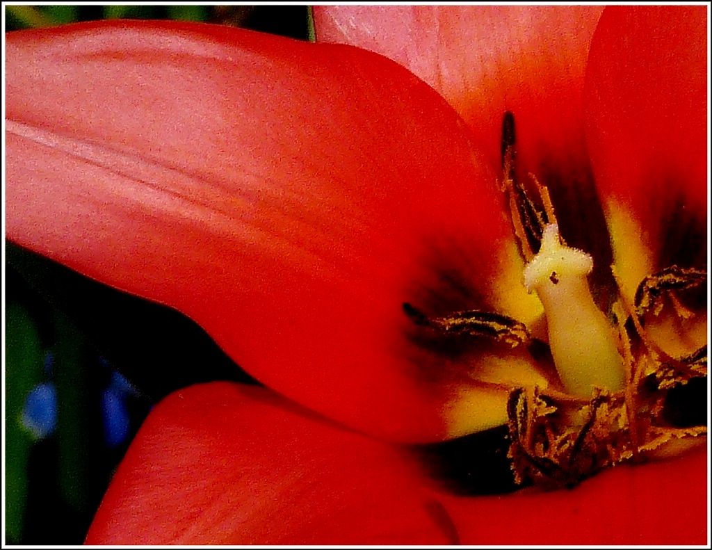 Tulpe. 27.03.2012 (Jeanny)