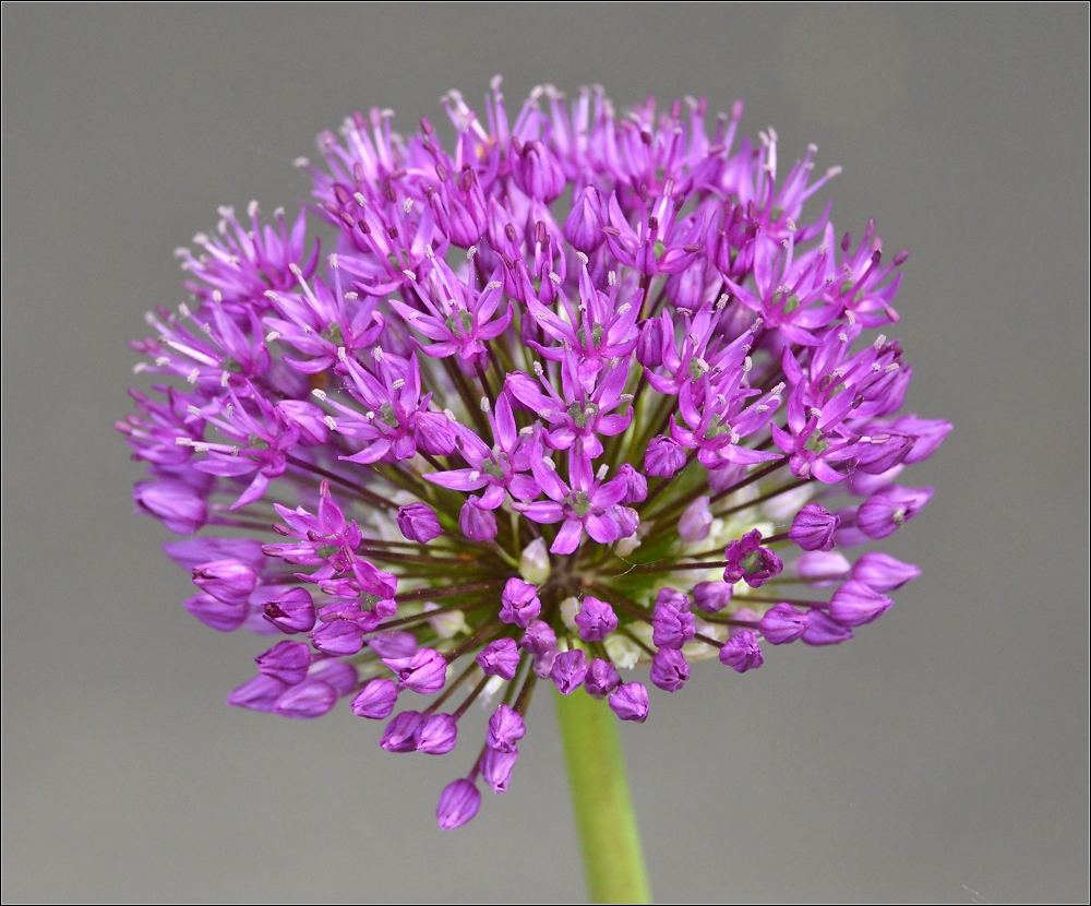 Unbekannte Bekannte ziert den Konstanzer Mai...