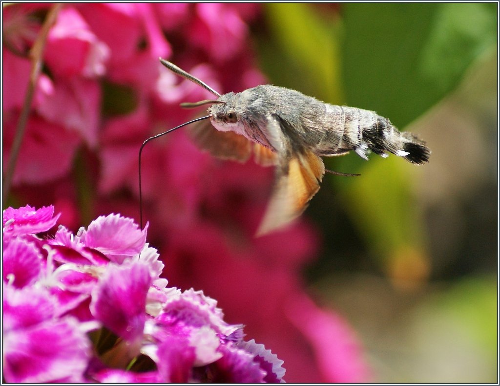 Und es wird doch langsam Sommer: Ein Taubenschwnzchen in Nachbars Garten.
(30.06.2013)