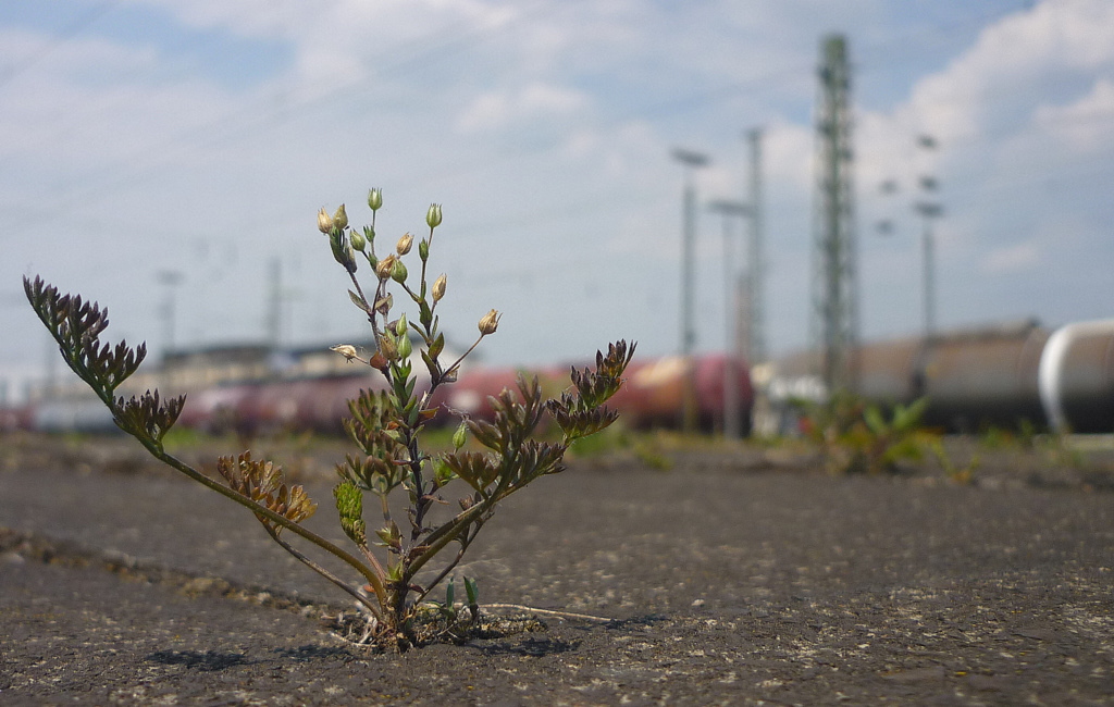 Unkraut kann doch auch so sch�n sein...