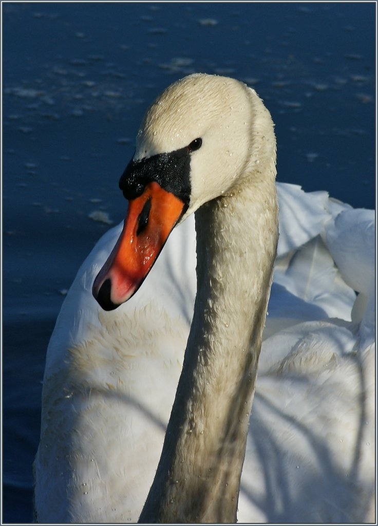 Unter Beobachtung: Dieser Schwan liess mich nicht aus den Augen.
(17.02.2013)
