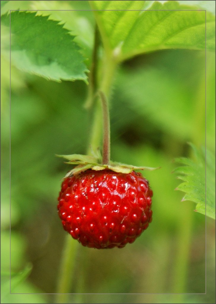 Verlockend s�ss: eine Walderdbeere.
(12.07.2012)